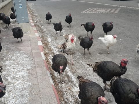 YILBAŞI HİNDİLERİ SOKAKLARDA