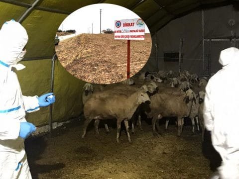 İlçemiz’de Şarbon Paniği…