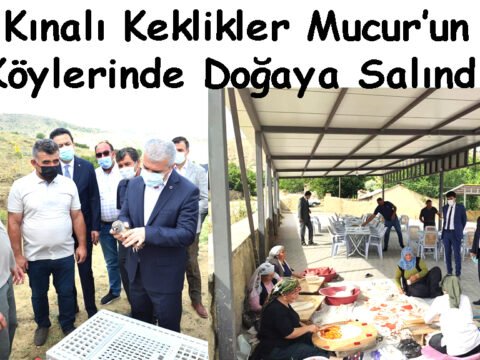 Kınalı Keklikler Mucur’un Köylerinde Doğaya Salındı