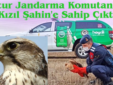 Mucur Jandarma Komutanlığı, Kızıl Şahin’e Sahip Çıktı