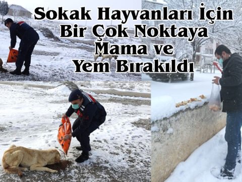 Sokak Hayvanları İçin Bir Çok Noktaya Mama ve Yem Bırakıldı