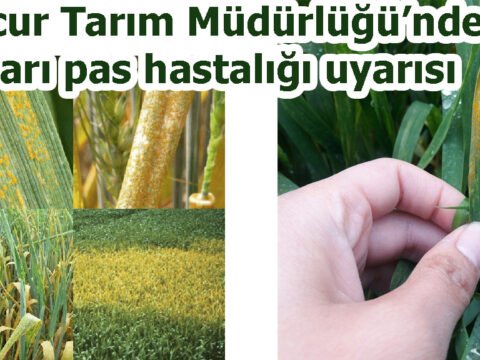 Mucur Tarım Müdürlüğü’nden sarı pas hastalığı uyarısı