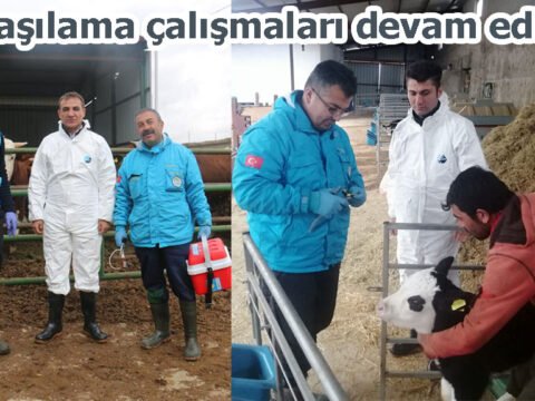 Ülke genelinde başlatılan şap aşılama çalışmaları ilimizde hızla devam ediyor