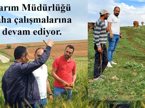 Tarım Müdürlüğü saha çalışmalarına devam ediyor.
